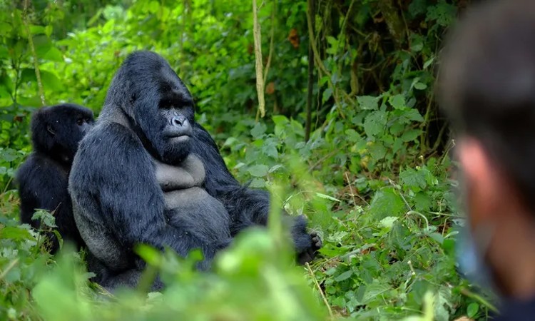 Gorilla Guardians Village