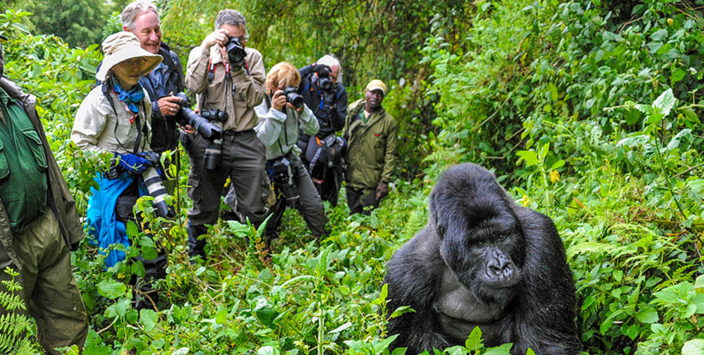 Volcanoes-National-Park-Gorilla-Trip