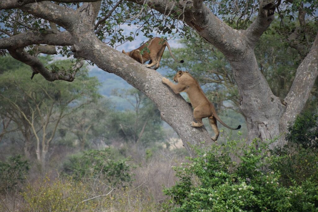 Lions