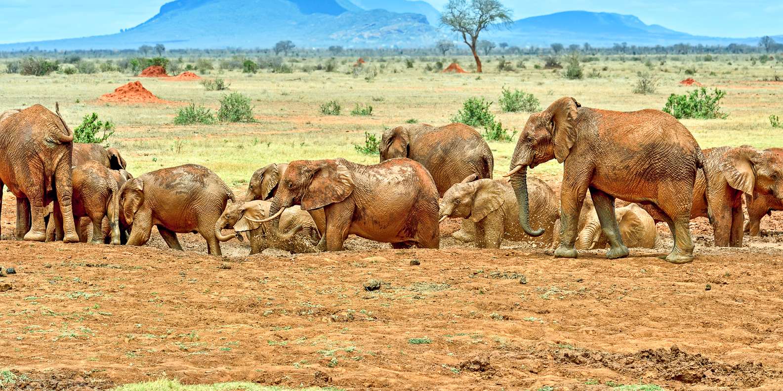 Tsavo East