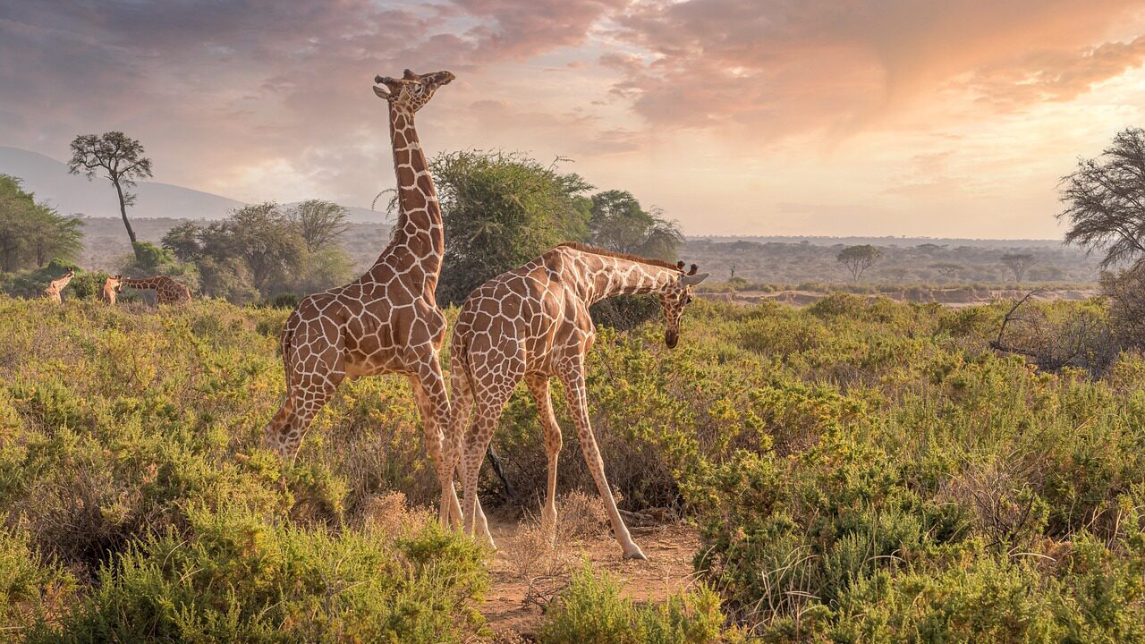 10 Days Best of Kenya Flying Safari