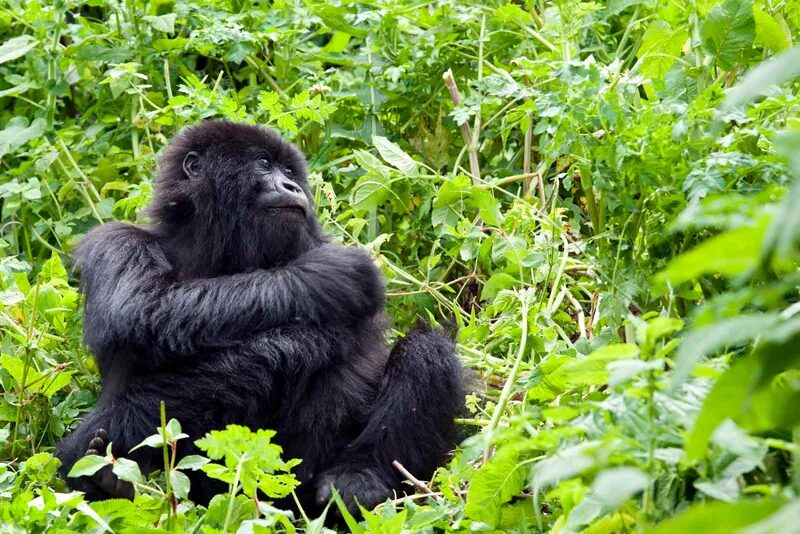 4 Days Ol Pejeta Conservancy Experience