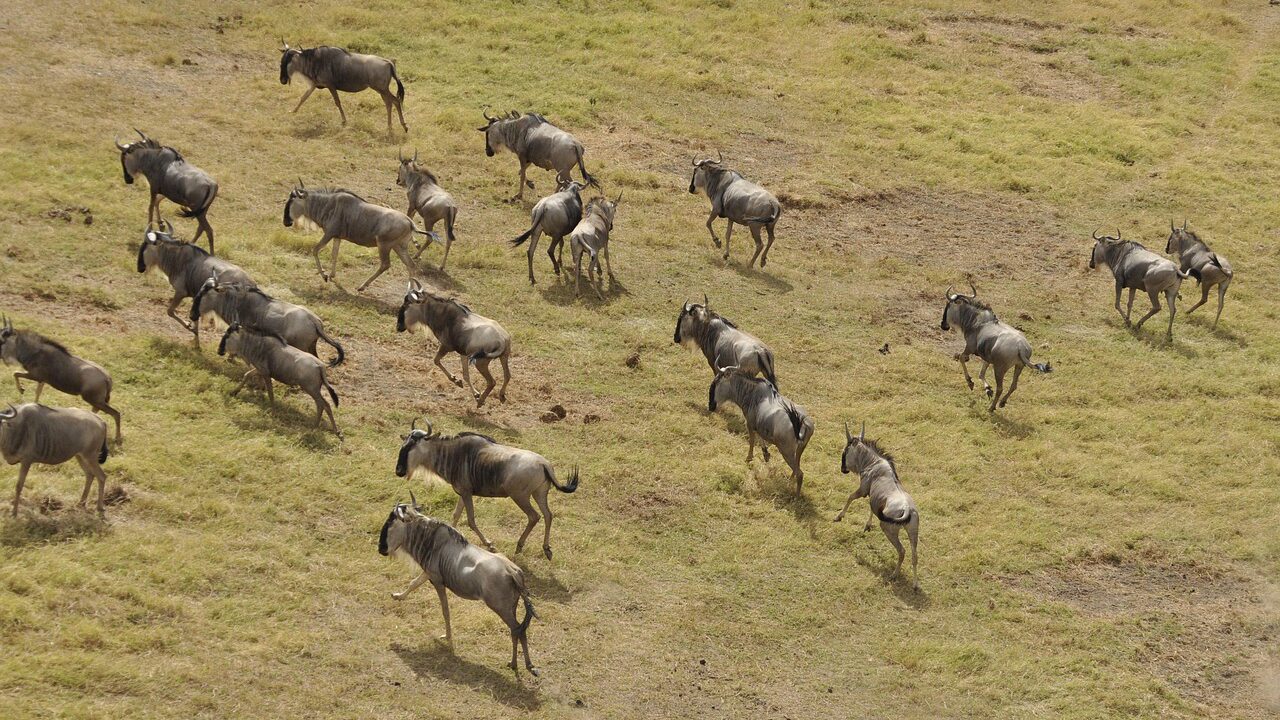 5 Days Best of Kenya Luxury Safari