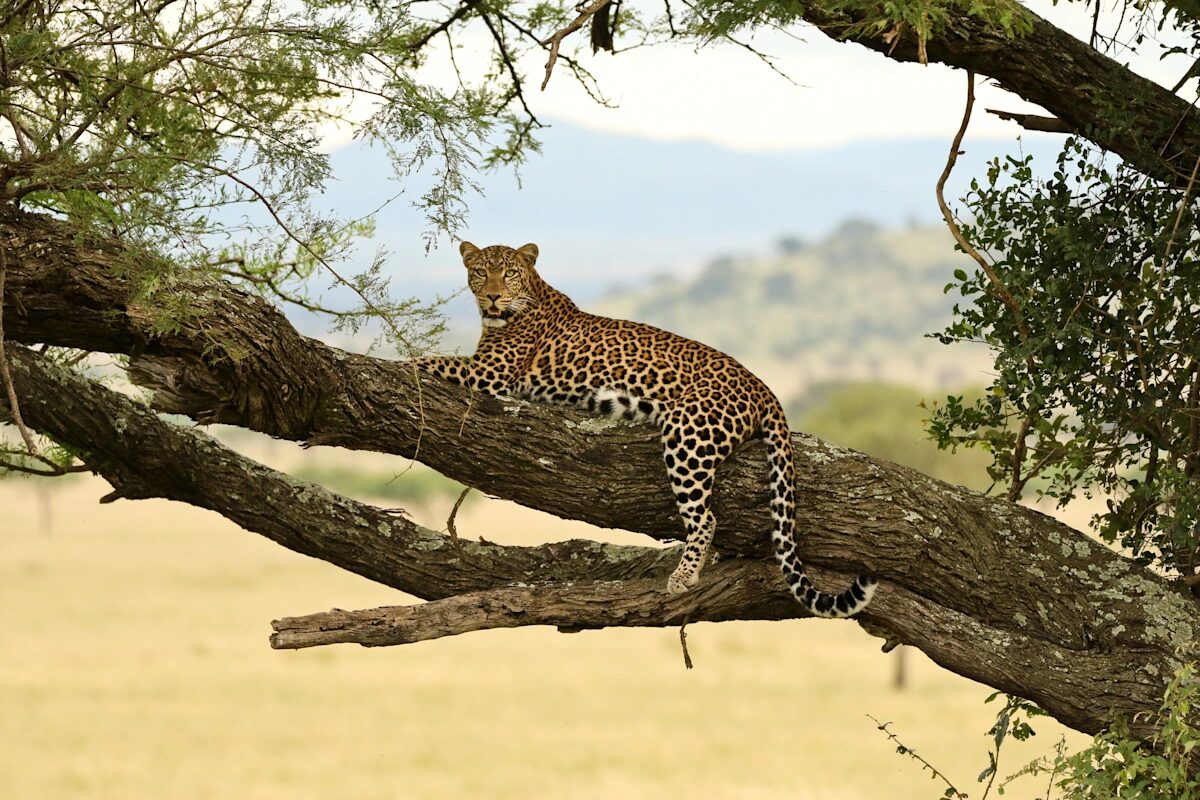 5 Days Best of Kenya Luxury Safari