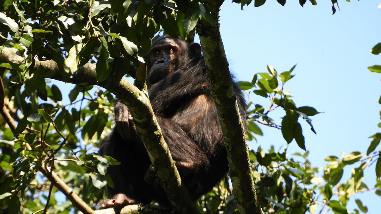9 Days Rwanda Luxury Primates Safari Expedition