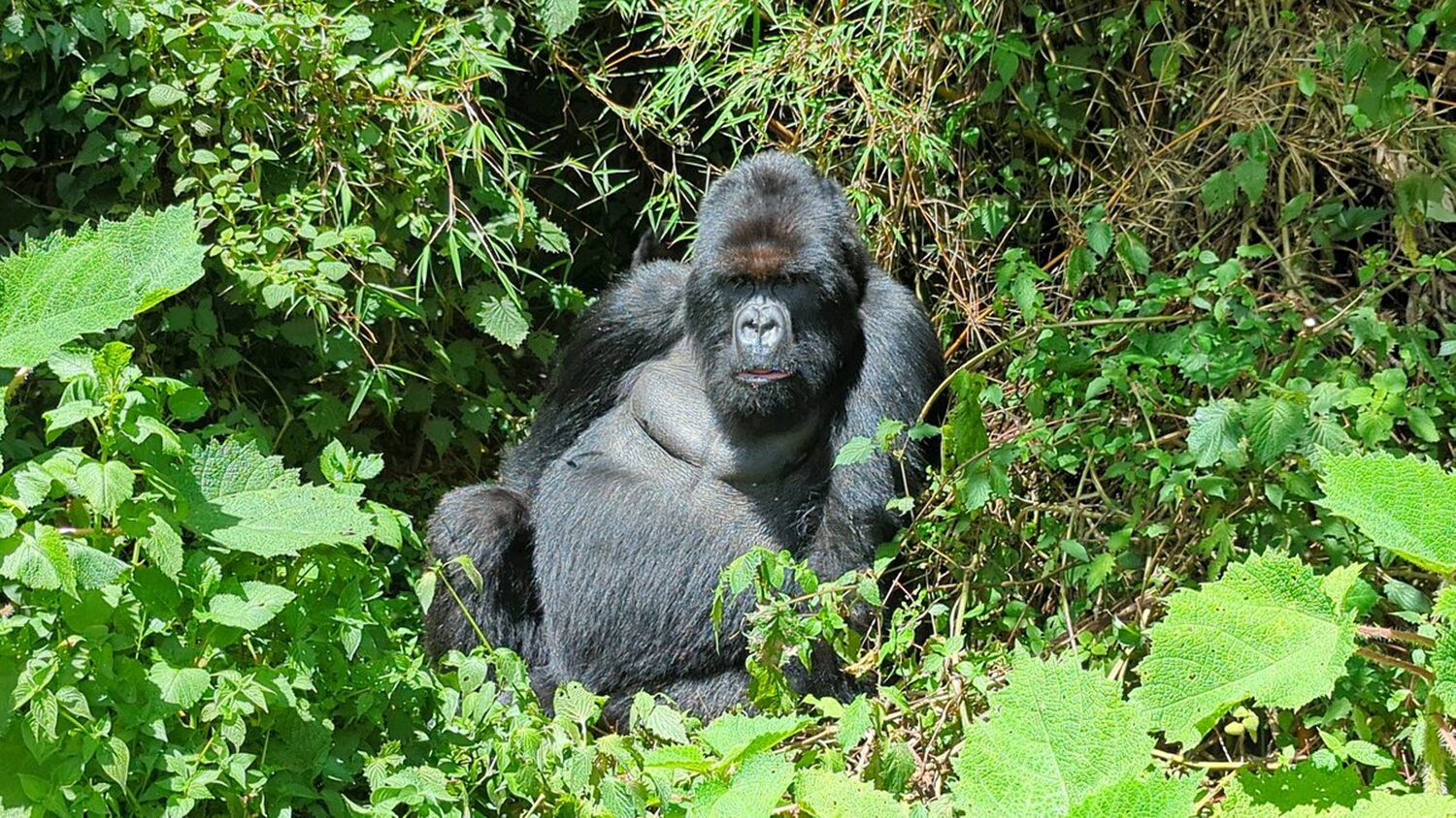 5 Days Rwanda Gorilla Trekking and Wildlife Safaris