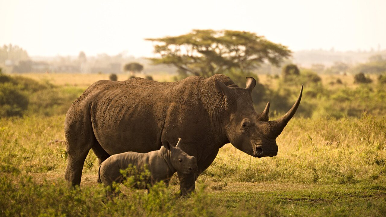 4 Days Ol Pejeta Conservancy Experience
