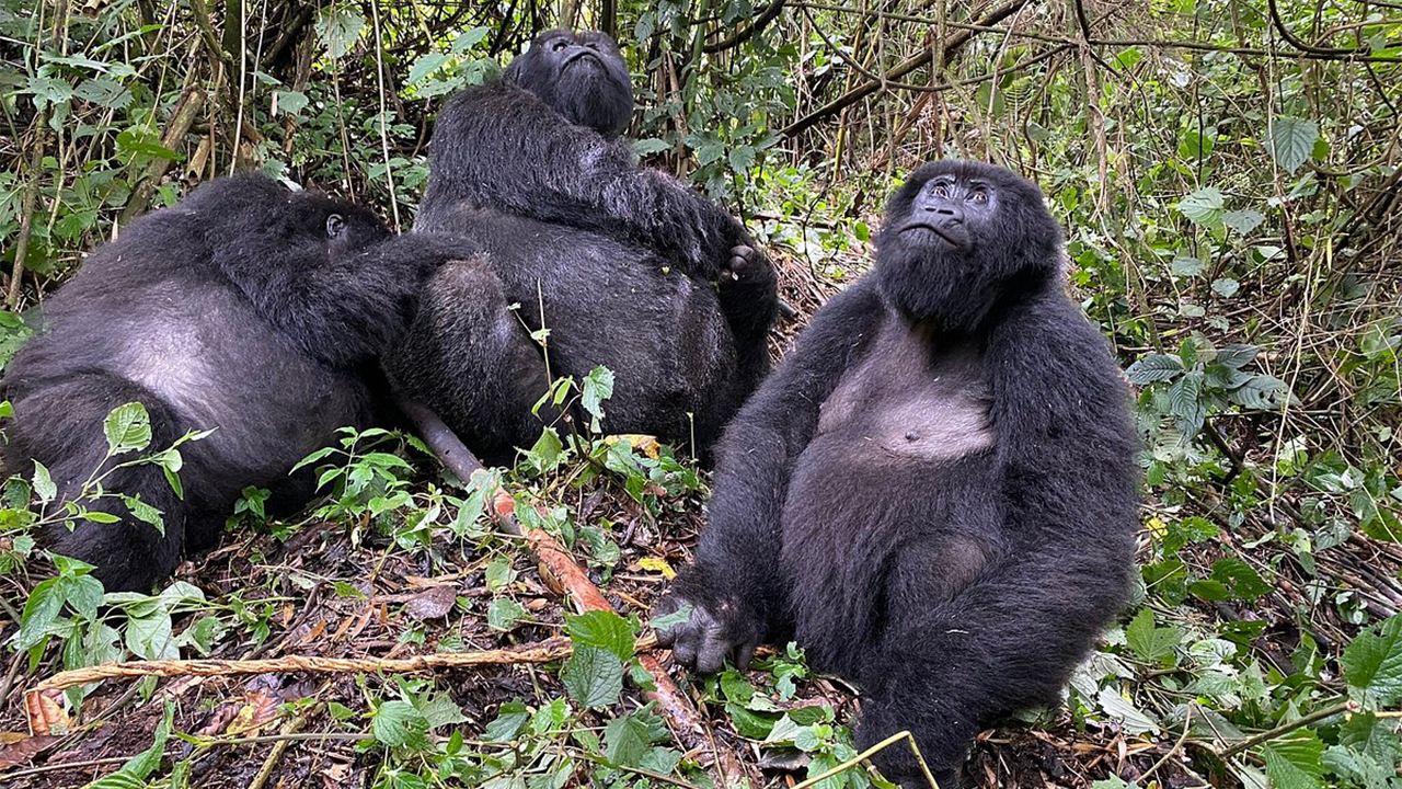 1 Day Rwanda Gorilla Trekking Adventure