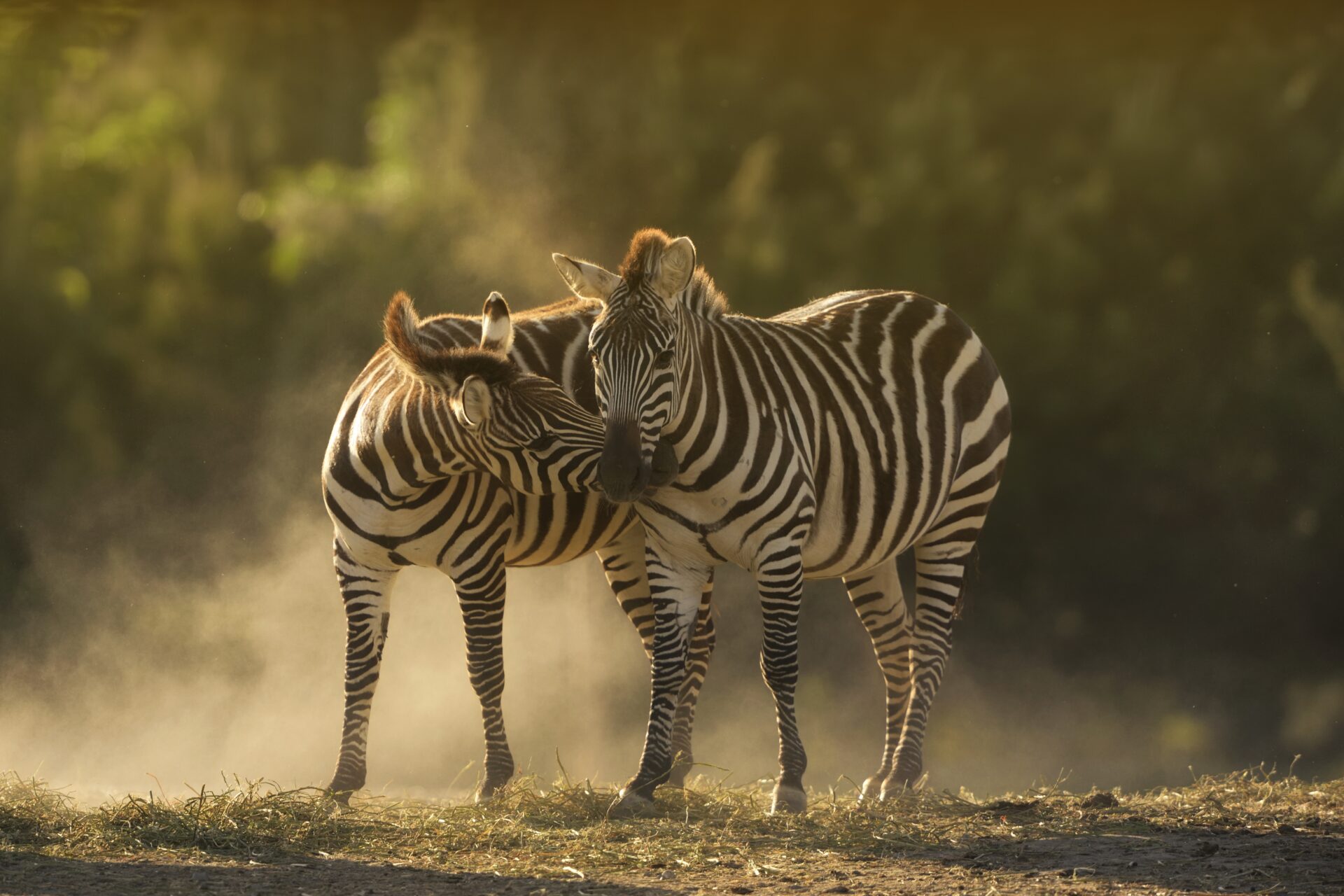 zebras