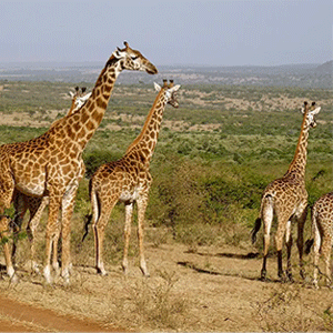 giraffe1