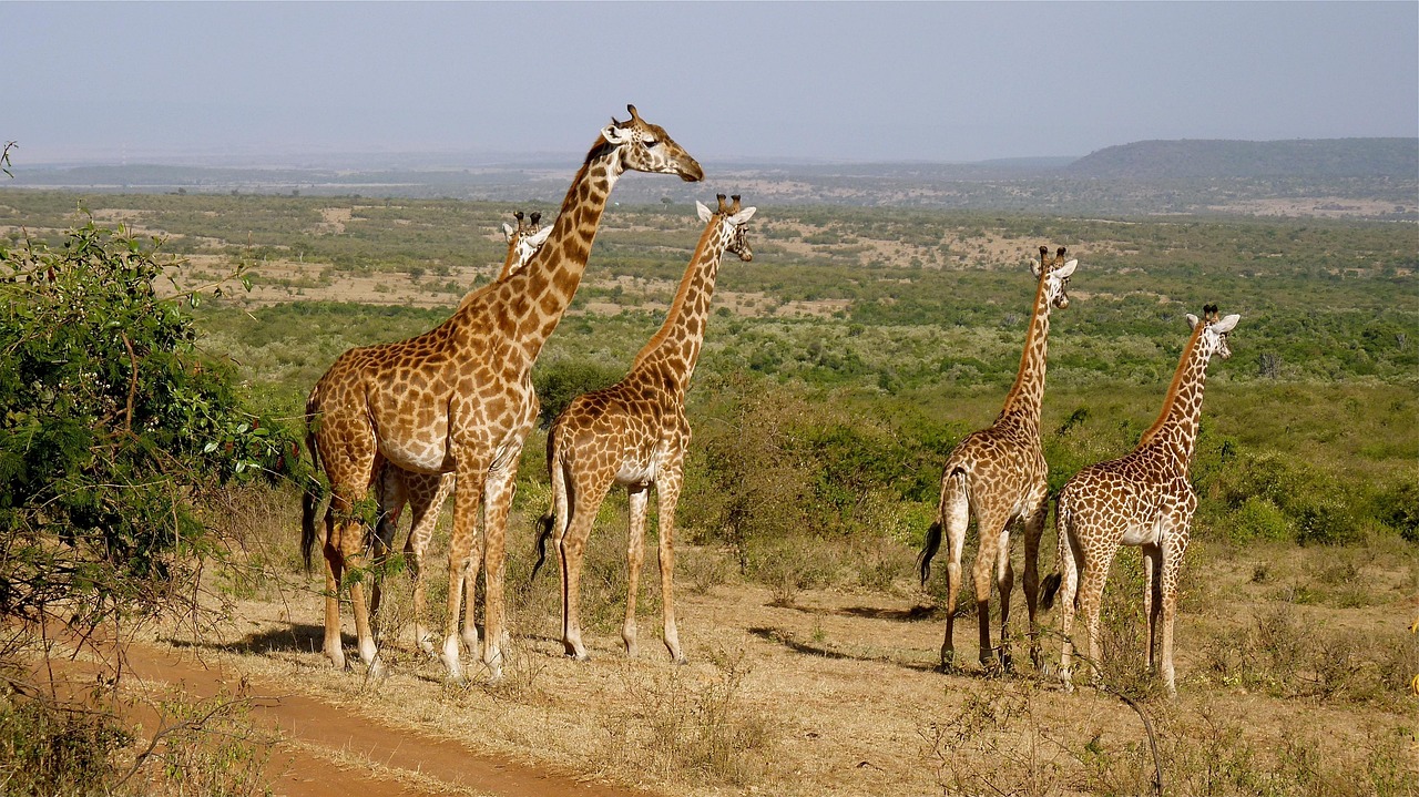13 Days Essence of Kenya Luxe Safari