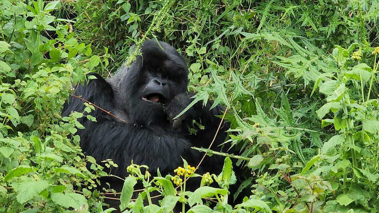 7-Day Best of Uganda Gorilla, Chimp Tracking & Wildlife