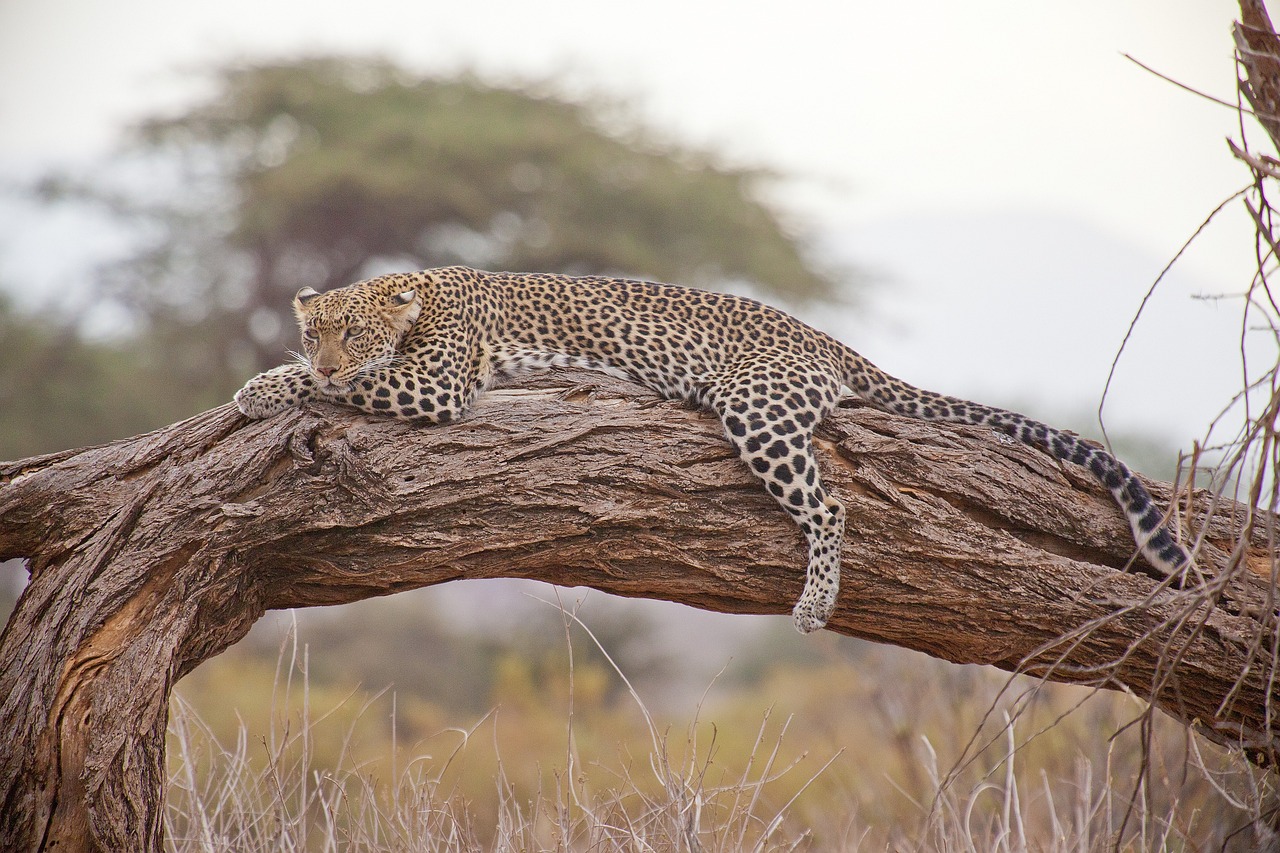 3 Days Masai Mara Expedition Safari