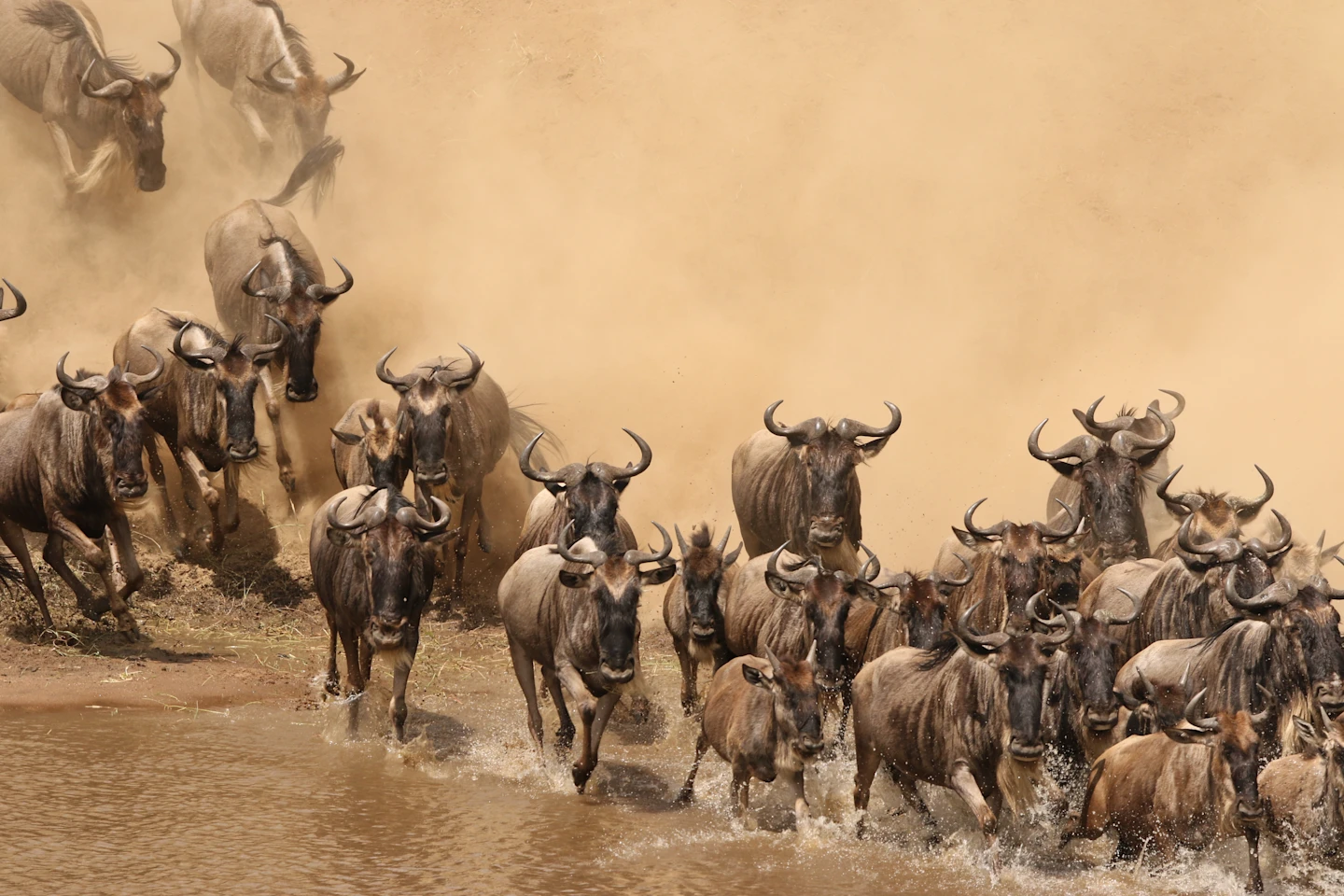 wildeebeest migration