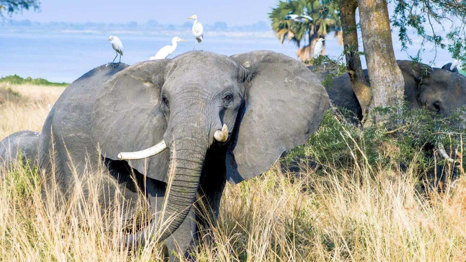 Uganda