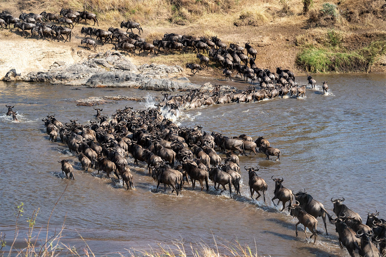 5 Days Ndutu Migration Serengeti
