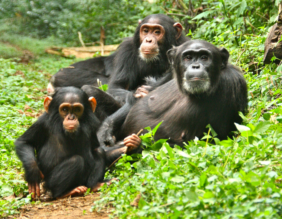 Chimpanzee Trekking
