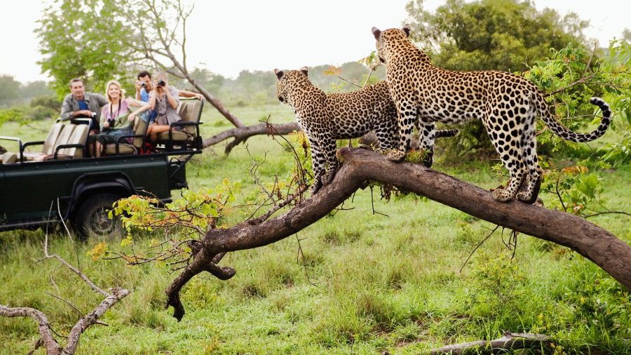 Game Drives and Safaris