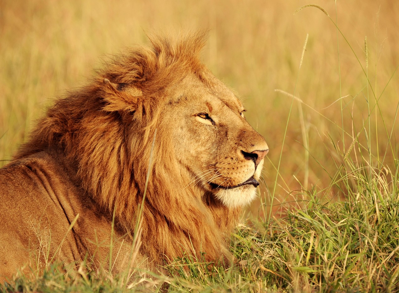 Elegant Escape Africa