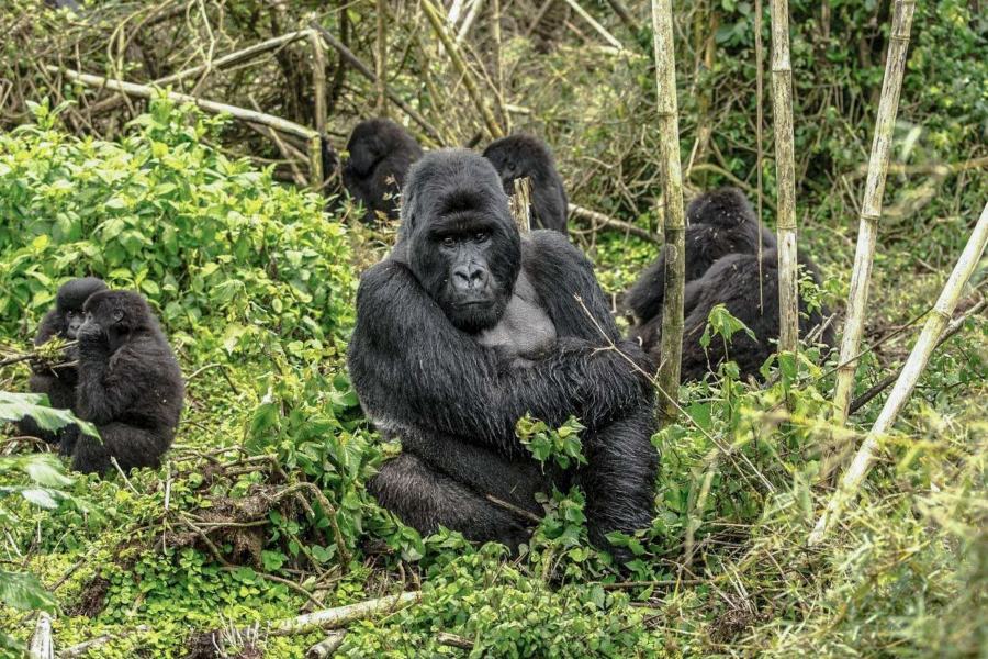 Gorilla Trekking
