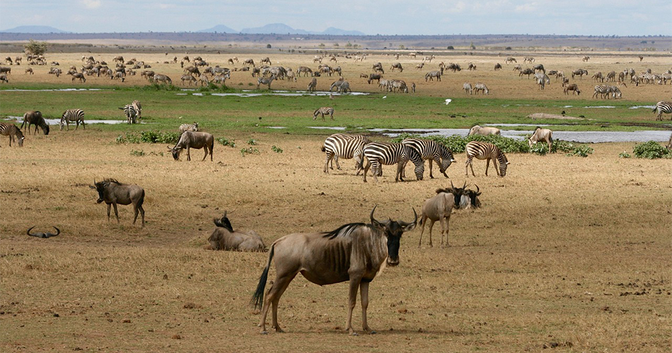Wildebeest Migration